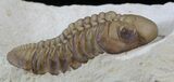 Lochovella (Reedops) Trilobite - Black Cat Mountain #1890-4